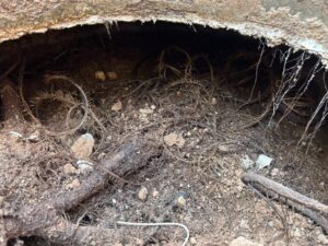 Roots VS. Septic Tank