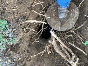 Roots Coming Out of Septic Tank