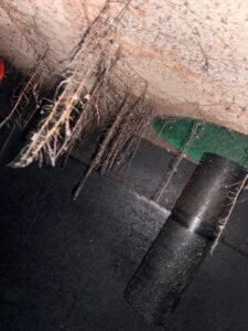 Septic VS Roots